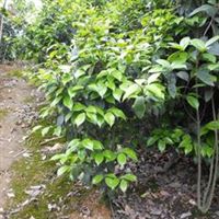 山茶花苗,桂花苗,山茶花四川 樂山 樂山彭毅產品供應第2頁