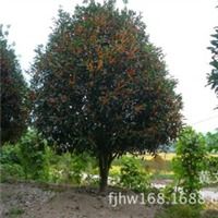 丹桂 金桂 銀桂 四季桂福建黃文武產品供應第3頁