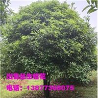 廣西桂花樹 產品信息3