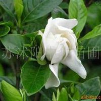 出售苗木 承接園林綠化 黃楊球 紫薇 紫葉李 垂柳 金桂 梅花 櫻花 欒樹 合歡 石榴 松柏江蘇張中華產品供應第25頁