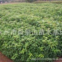 苗木 樹苗 銀杏苗 桂花苗 馬尾松 泡桐 紅豆杉 香樟 杉樹湖南 永州陳濤產品供應第1頁