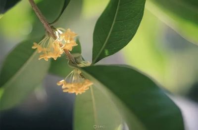 桂花一開,就是時候來內江了!