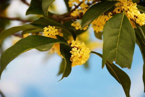 小閣幽窗,是處都香
