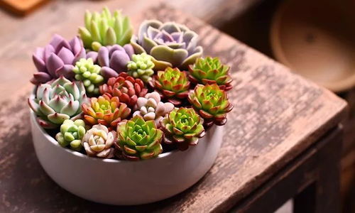 2月1日樂清晨沐廣場首屆名特優農產品迎新春博覽會等你來嗨購