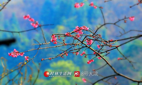 看哭了 廣西全州山櫻花開爛漫,美若天外仙客 圖