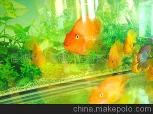 山東淄博專業供應觀賞魚(圖)圖片,山東淄博專業供應觀賞魚(圖)圖片大全,淄博沐風蘭桂農業科技-
