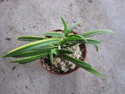 高檔精品風蘭之 富裕