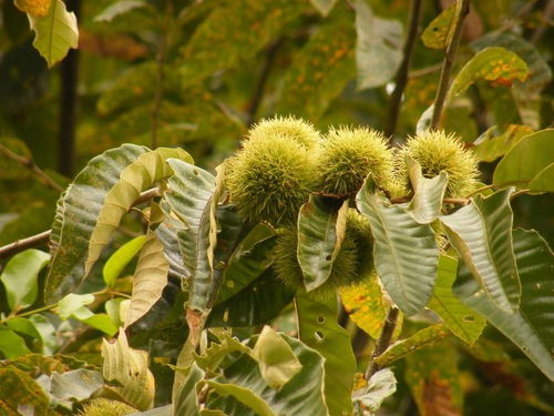 中國長壽之鄉廣西河池特色農產品 桂西北甜栗