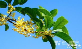 秋意漸濃,銅仁松江河畔又聞桂花香