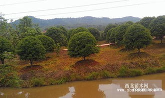 湖南精品金桂 5公分金桂價格 金桂圖片 丹桂小苗批發