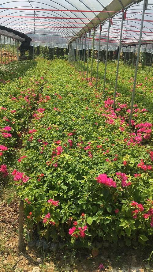 桂麗園藝,長期供應精品福建三角梅,紅花三角梅