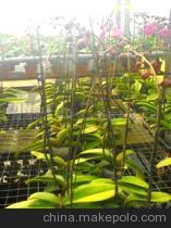 山東長期穩(wěn)定供應(yīng)蝴蝶蘭(圖) - 山東長期穩(wěn)定供應(yīng)蝴蝶蘭(圖)廠家 - 山東長期穩(wěn)定供應(yīng)蝴蝶蘭(圖)價格 - 淄博沐風(fēng)蘭桂農(nóng)業(yè)科技 - 