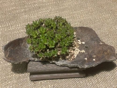 農(nóng)村瓦房上的 雜草 ,蘊含毒性生命力強,卻有人靠它悶聲發(fā)大財