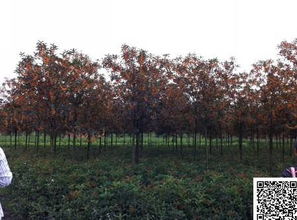 丹桂 紅花丹桂圖片 丹桂苗圃精品苗