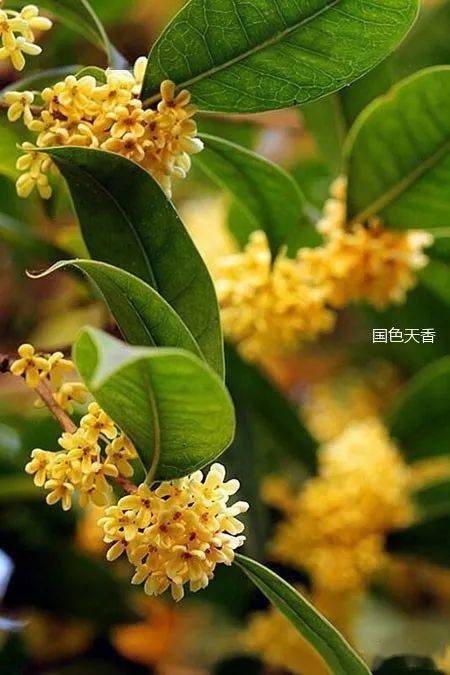 桂鎖清秋念嬌娥