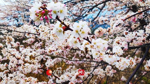 看哭了 廣西全州山櫻花開爛漫,美若天外仙客 圖