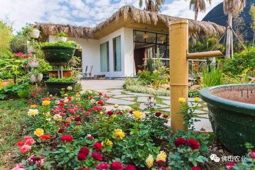 1萬㎡花海隧道 離城幾公里,佛山這地方顏值爆表