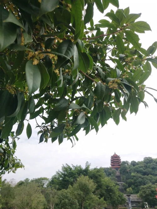 這是一條帶香味的推送 用你的眼睛來聞