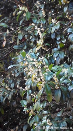 秋高氣爽,蘭桂齊芳