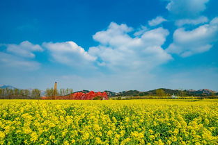 油菜花海迎來盛花期網紅景區萬人賞花