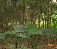 銀杏 桂花 天竺桂 藍花楹 羅漢松 紫薇 丹桂 四季桂 香樟 茶花 小葉榕 紅楓 重陽木 杜英 秋楓 竹柏 火力楠 紅豆杉 小葉欖仁 羊蹄甲趙祖輝產品供應第13頁