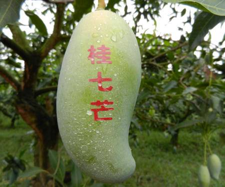 家庭裝 百色芒果 田東香芒 桂七芒 10kg 優等果 區內銷售圖片大全 郵樂官方網站