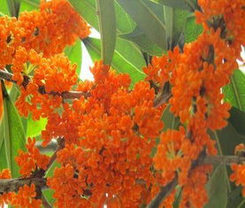 供應高分枝精品丹桂馥桂