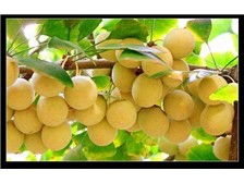 桂林森泉園林綠化產品展示