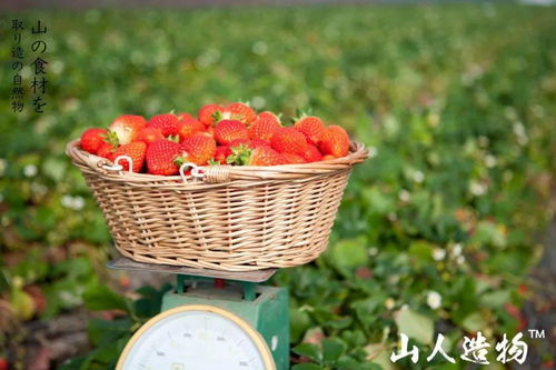 山人造物精品水果來冰城啦 丹東大草莓 奇異果 沐光橙.....首購立減10元