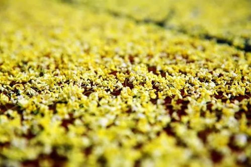 不可錯過的秋意 走,到咸寧沐桂花雨 賞桂花詩