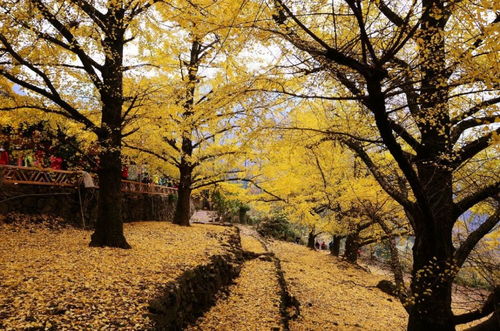 約會艷遇爬山訪古 桂林風光十宗 最