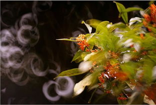 桂香滿城,這才是昆明秋天應有的樣子