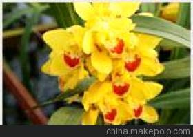 【我公司長期穩(wěn)定供應大量蘭花成苗】價格,廠家,圖片,室內觀花植物,淄博沐風蘭桂農業(yè)科技-