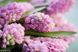 風信子插花太難了 到底該怎么做