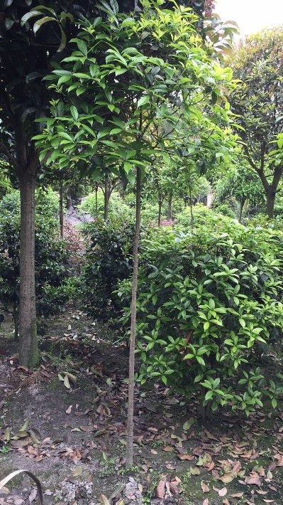 【綠化工程苗基地批發(fā)價出售】- 