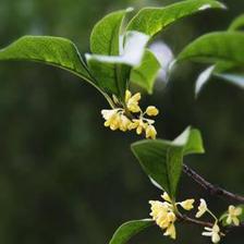 姑蘇之秀,在山水間,在園林里