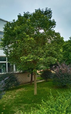 15公分天竺桂批發 成都天竺桂批發基地