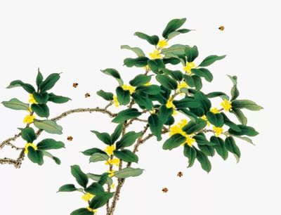 古代大戶人家,都在家里養什么花?