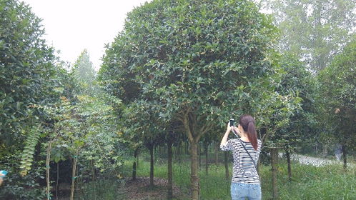 【一般的5-6成貨種植基地批發,工程用苗的看過來】- 