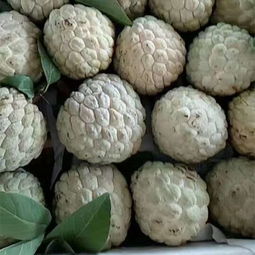 果園直發新鮮水果,全國包郵