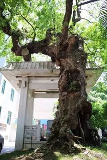 走讀福州 織緞巷 織一段繁華時光