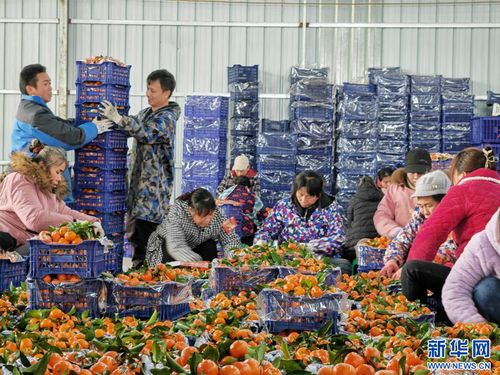 新春走基層 桂北果園里的 甜蜜 守護