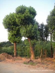 批發(fā)采購(gòu)優(yōu)質(zhì)移栽香樟 綠化工程喬木供應(yīng)商 批發(fā)采購(gòu)優(yōu)質(zhì)移栽香樟 綠化工程喬木供應(yīng)商 瀏陽(yáng)市柏加鎮(zhèn)綠潤(rùn)苗圃盡在農(nóng)苗網(wǎng)