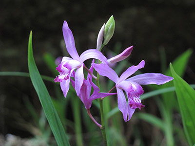 寧波有種 熊貓?zhí)m ,長(zhǎng)在樹(shù)上,吸露水長(zhǎng)大