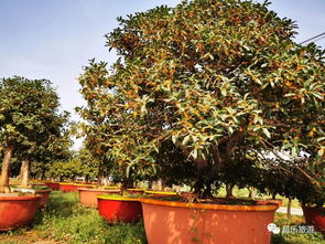 重磅推薦 十一來(lái)昌樂(lè),就到這里玩