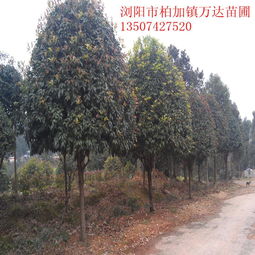 桔子苗報價 廠家