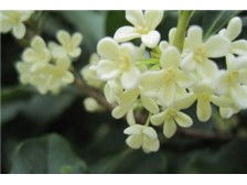 九江市林木種苗中心產品展示