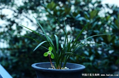 蘭桂齊芳:遷公荷反季節開品-春蘭篇-中國蘭花交易網社區