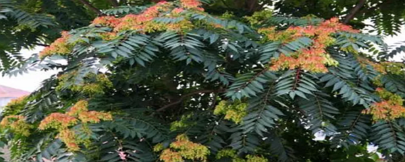 椿萱并茂蘭桂齊芳是什么意思