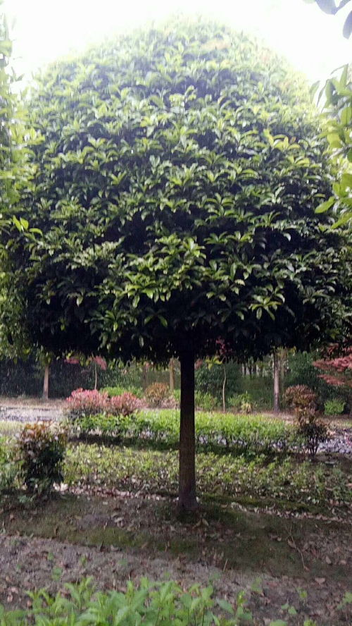 【桂花樹基地現(xiàn)貨長期有售,種植基地桂花樹批發(fā)】- 